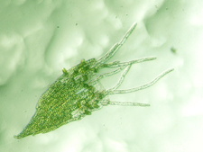 驚異の再生力の謎に挑む
ERATO 長谷部分化全能性進化プロジェクト　29分