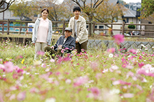 秋桜の咲く日